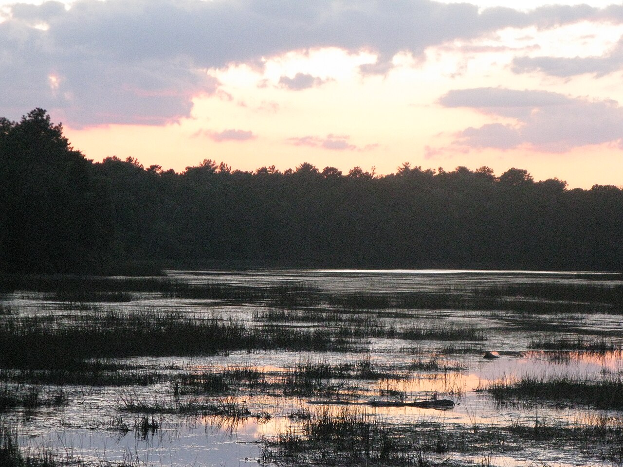 Bass River State Forest — venue photograph